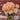 How to care for dahlias