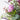Florist Choice Gift Set