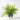 Boston Fern Planter