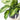 Dieffenbachia Planter